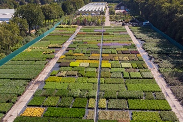 Tuinplanten kwekerij